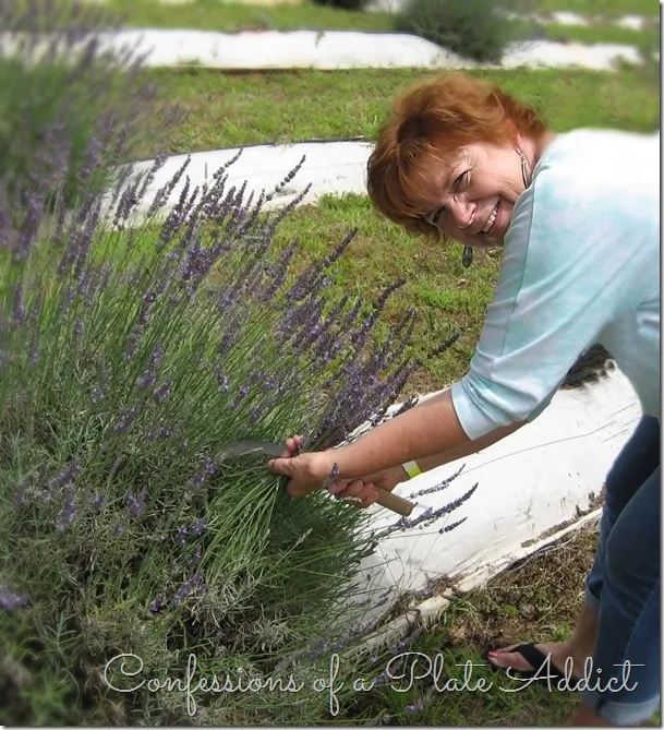 CONFESSIONS OF A PLATE ADDICT A Visit to the Lavender Farm