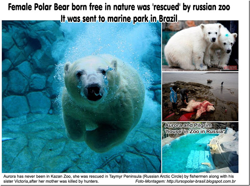 polar_bear_aurora