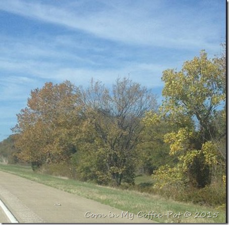 Fall Foliage at CCL