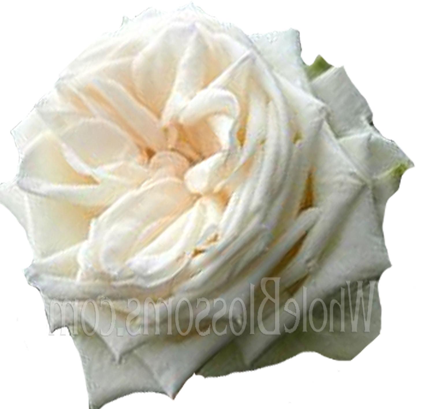 Garden Rose Flower White Ohara