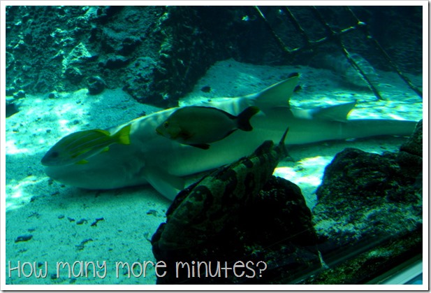 The Townsville Aquarium | How Many More Minutes?