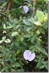 Spurred butterfly pea