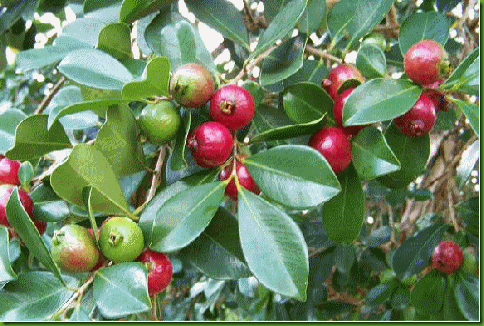 Psidium littorale Red