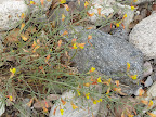 Low Rattlebox - Buehman Canyon 4/22
