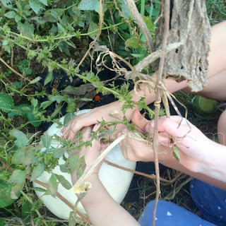 This Kindergarten science experiment gave us some surprising results!  It might just help us grow better pumpkins next year too.