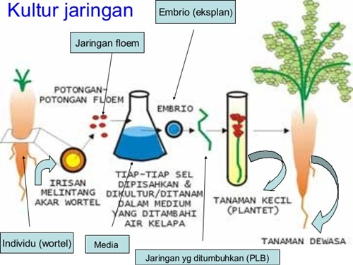 Teknik kultur jaringan