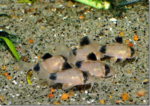 ca-xinh-ban-ca-chuot-panda-corydoras-panda-6