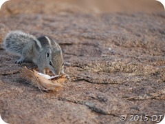 Adorable Squirrel