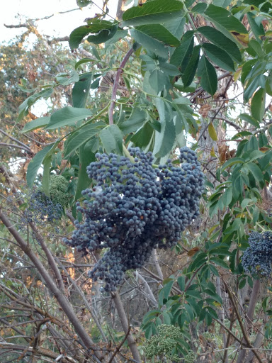 Nature Preserve «Effie Yeaw Nature Center», reviews and photos, 2850 San Lorenzo Way, Carmichael, CA 95608, USA