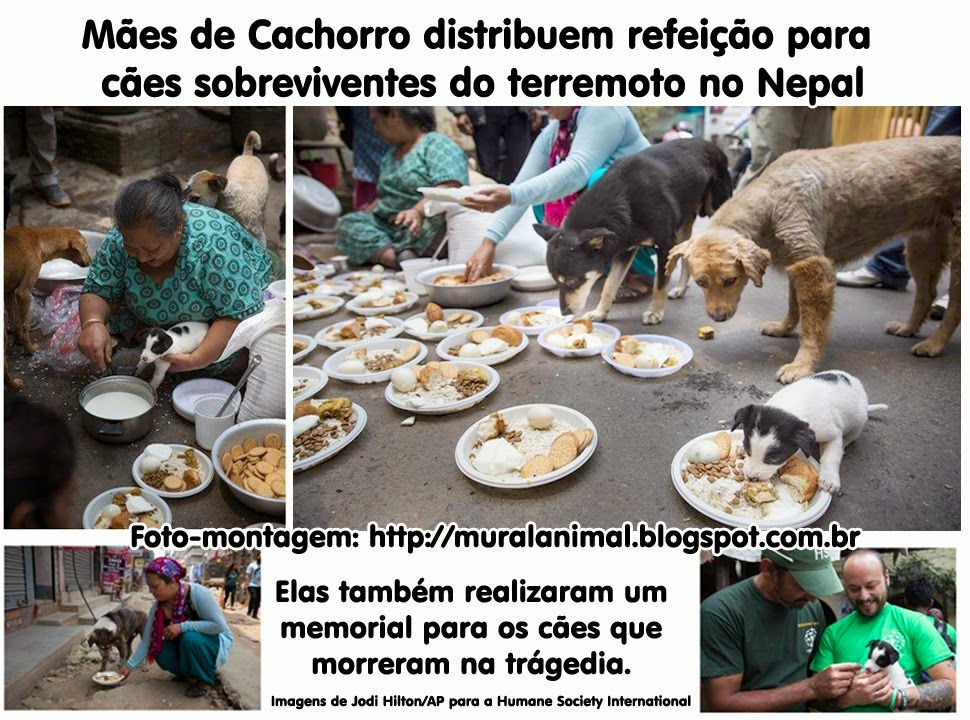 [maes_cachorro_nepal%255B3%255D.jpg]