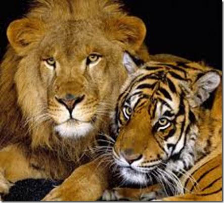 lion_with_tiger