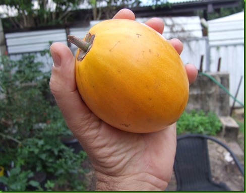 Pouteria lucuma