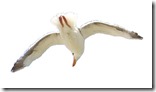 Seagull in air