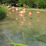 Pink Flamingos at the Nashville Zoo 09032011c