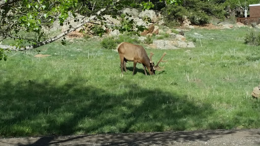 Campground «Estes Park KOA», reviews and photos