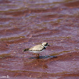 Caminhada por Rabida - Galápagos