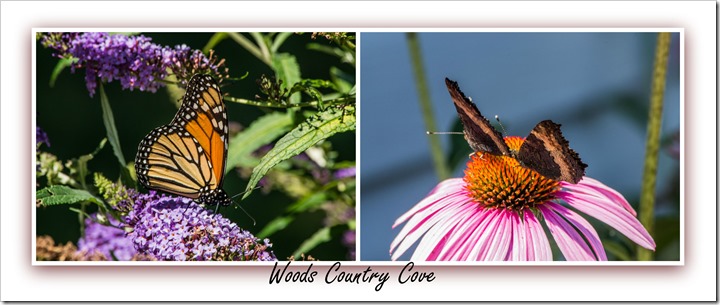 Butterfly Collage 2