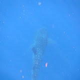 Olha ele aí: tubarão baleia - Cancún, México