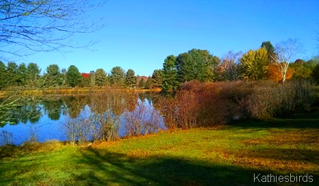 24. 11-3-15 the big pond at Cohen meadows