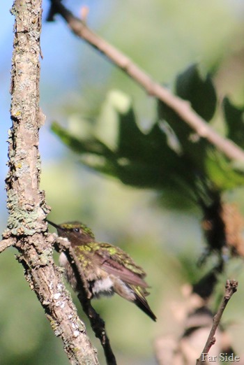 Hummingbird resting