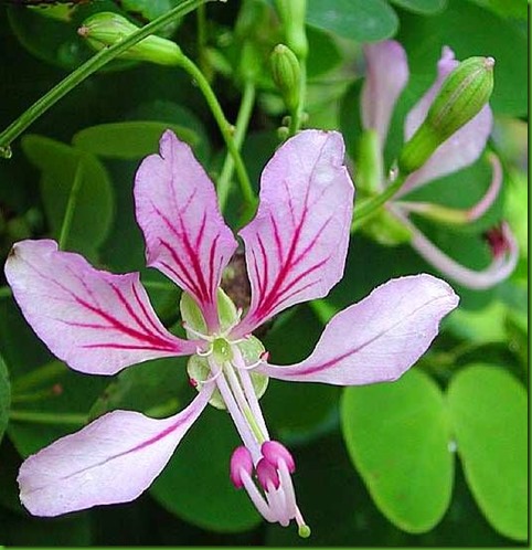 Bauhinia_yunnanensis 1