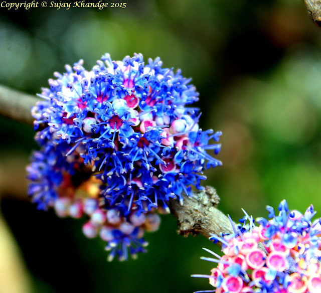 Iron Wood Flower