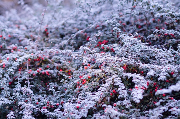 winterlight winterlight