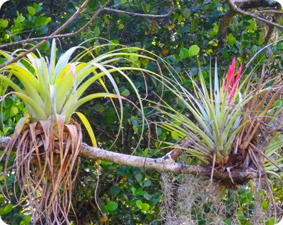 Bromeliad