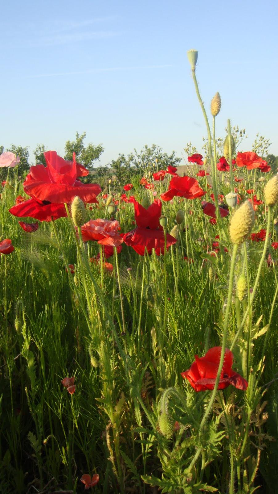 field of wild flowers.