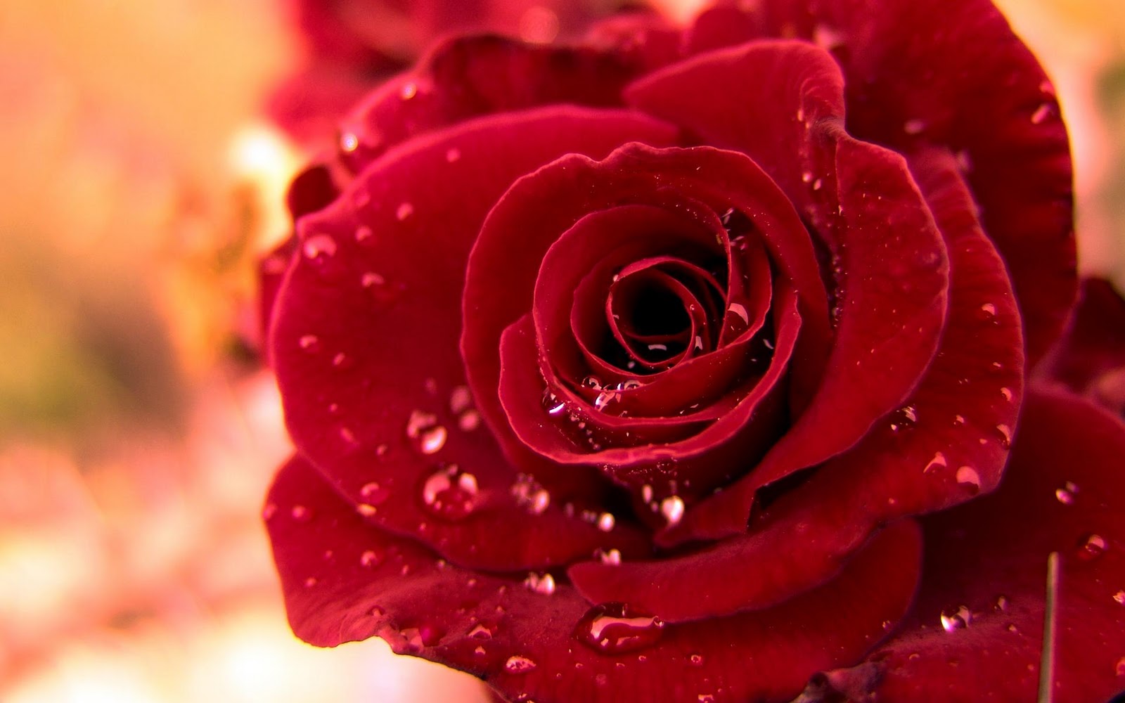 red rose flower wallpaper