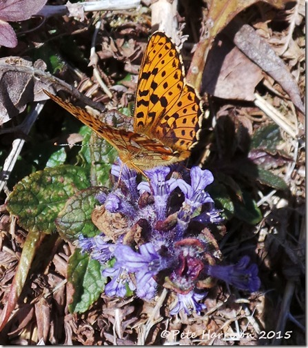 3-Pearl-bordered-Fritillary