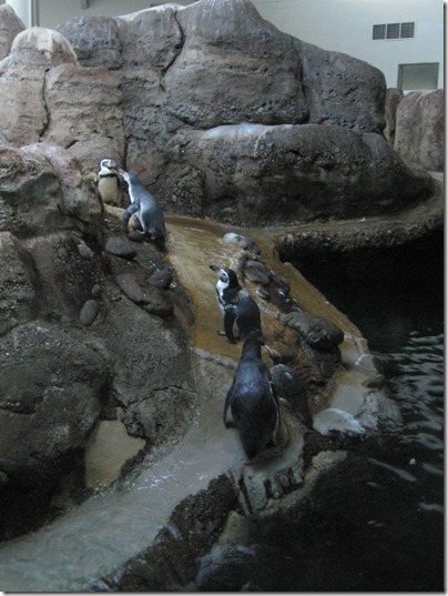 IMG_0471 Humboldt Penguins at the Oregon Zoo in Portland, Oregon on November 10, 2009