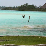 Àguia pescadora -  Laguna Bacalar, México