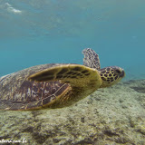 Kealakekua Beach -  Big Island, Havaí, EUA