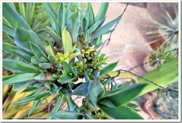 150713_Agave_desmettiana_variegata_014