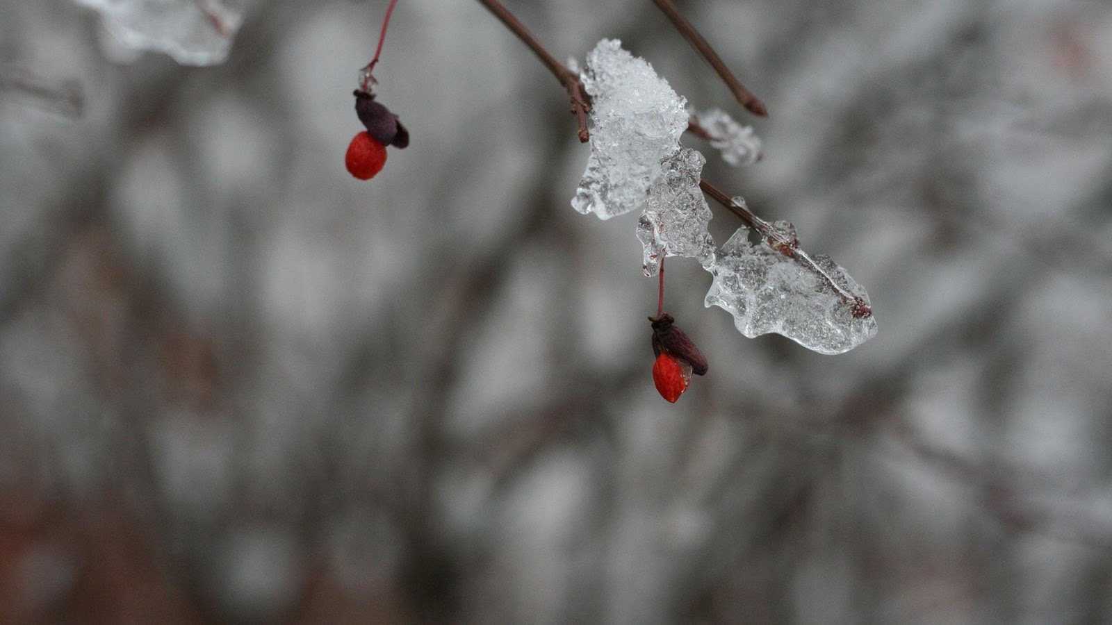 Winter Wonderland