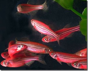 be-ca-canh-zebra_zebra_danio_canguavan_socngua003-be-thuy-sinh