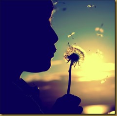 dandelion3