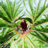 Hawaii Tropical Botanical Garden -  Big Island, Havaí, EUA