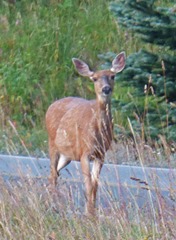 Doe on way to Hurricane Ridge