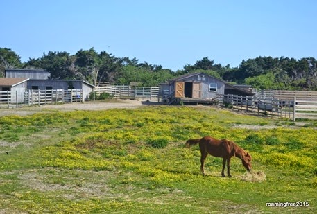 Pony Pasture