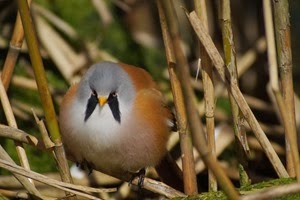 Digiscoping at Pensthorpe with Wex and Danny Porter