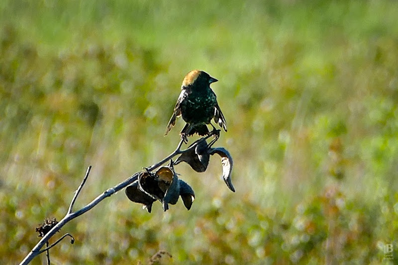 P1040266 Bobolink