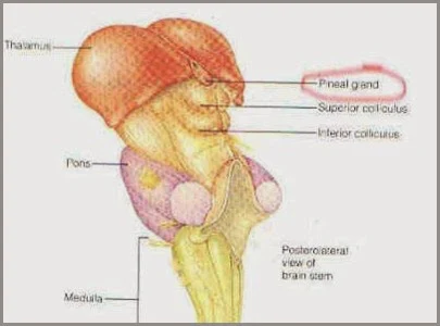 pineal-localização