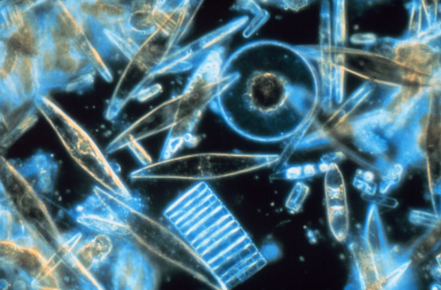 Assorted diatoms as seen through a microscope. These specimens were living between crystals of annual sea ice in McMurdo Sound, Antarctica. Image digitized from original 35mm Ektachrome slide. These tiny phytoplankton are encased within a silicate cell wall. Photo: Prof. Gordon T. Taylor / Stony Brook University / NOAA Corps Collection / Wikipedia
