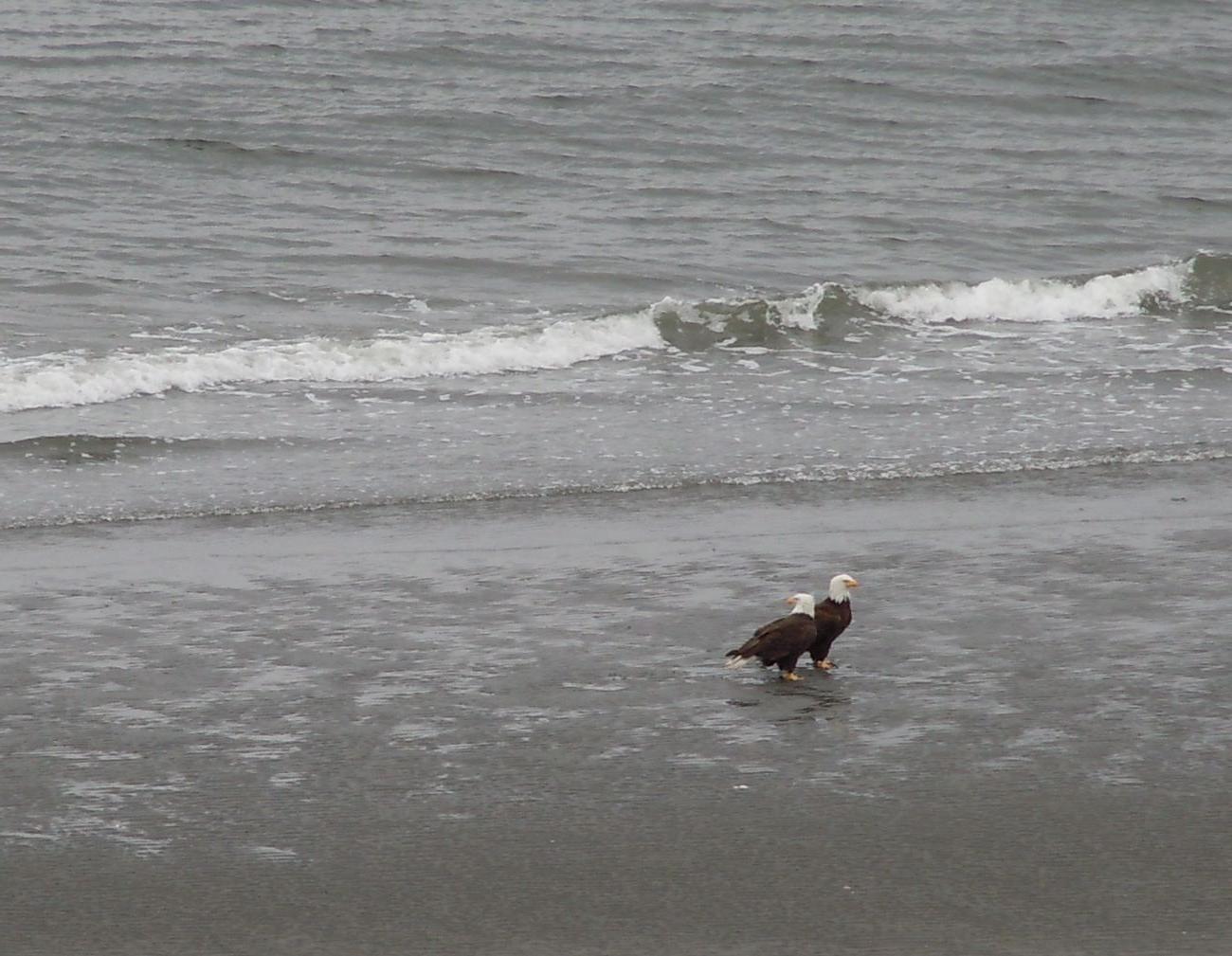 scene: Eagles on the beach