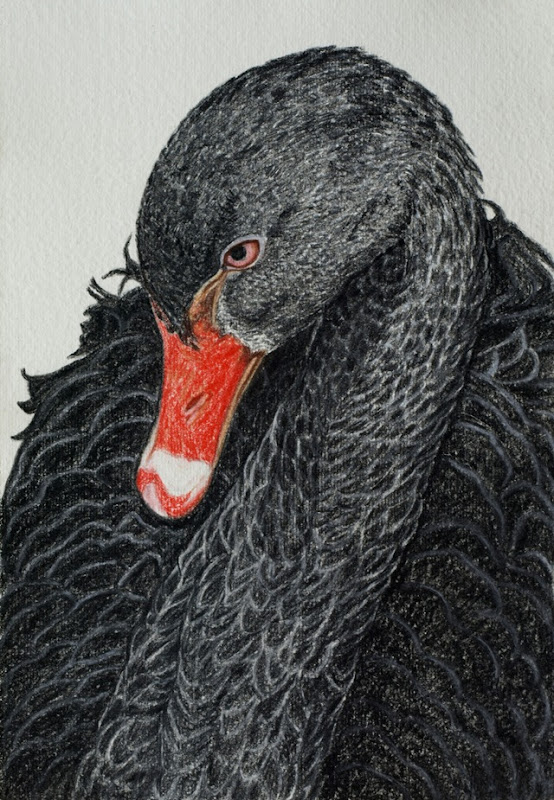 Black Swan - Drawing by Rachel Newlin