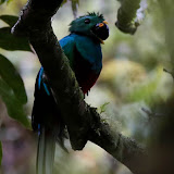 O resplandecente Quetzal - San Gerardo de Dota, Costa Rica