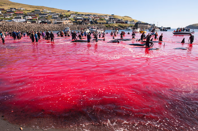 The sea runs red with the blood of slaughtered pilot whales in the Faroe Islands, during the notorious annual grindadráp drive hunt. Photo: Eydfinnur Olsen / Alamy