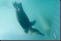 penguin underwater swimming